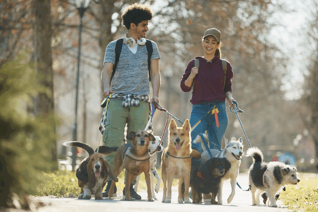 Two people walk several dogs together through a park on a sunny day, smiling and talking.