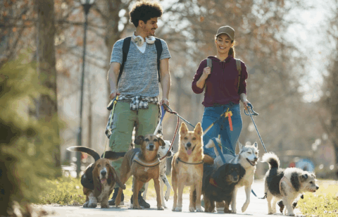 Two people walk several dogs together through a park on a sunny day, smiling and talking.